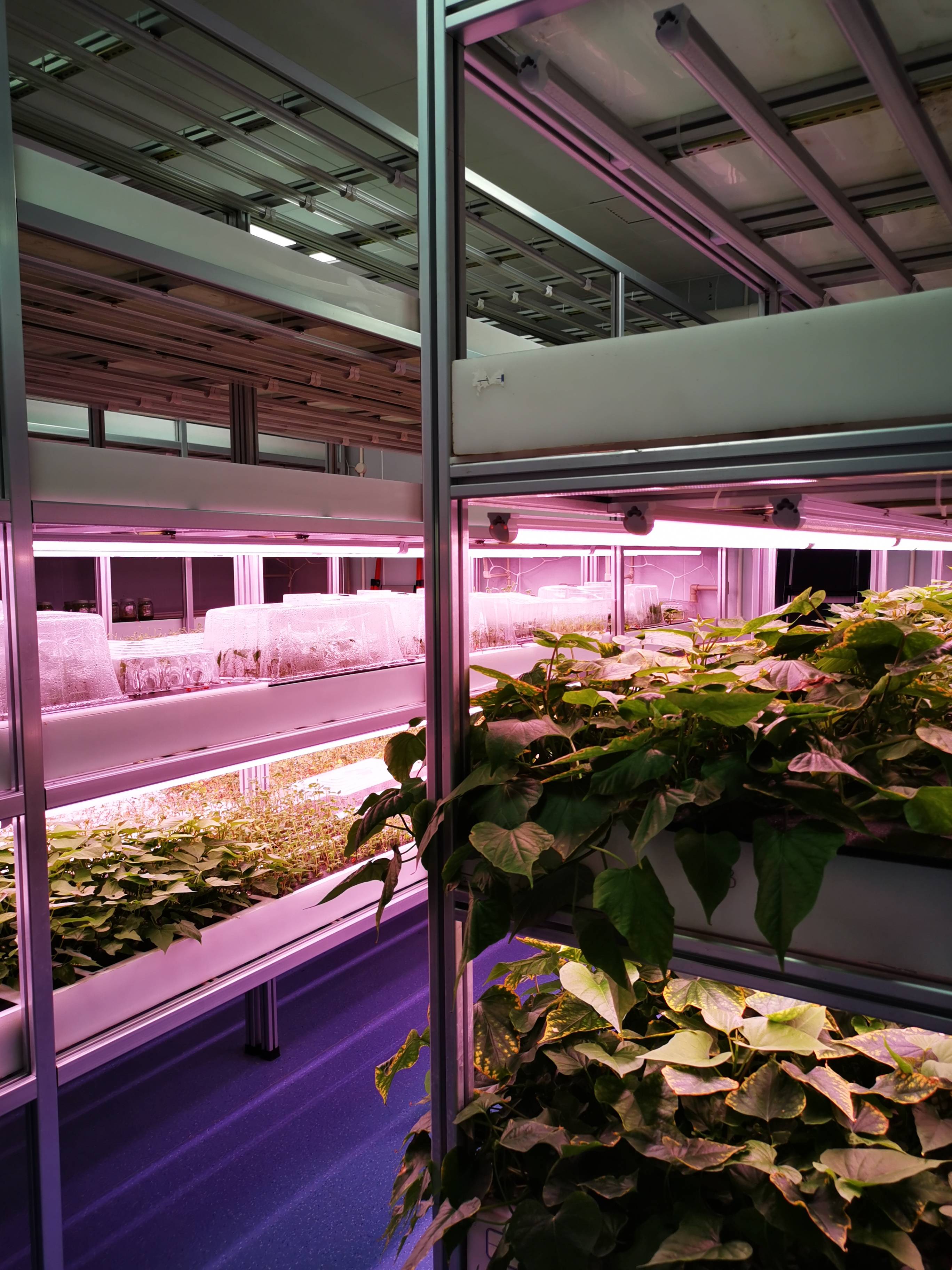 植物工厂解决方案